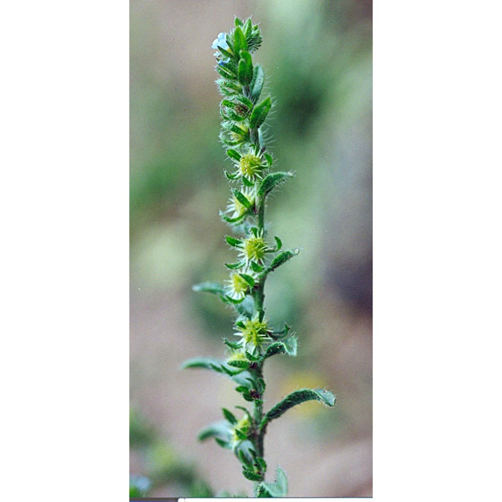 lappula patula (lehm.) gürke