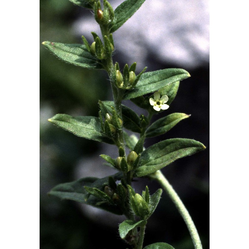 lithospermum officinale l.