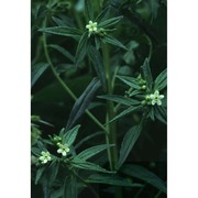 lithospermum officinale l.