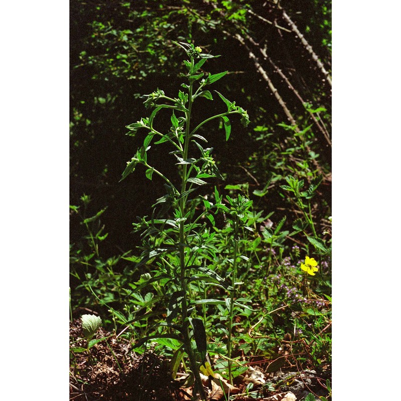 lithospermum officinale l.