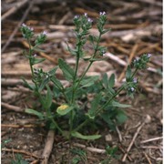 lycopsis arvensis l.