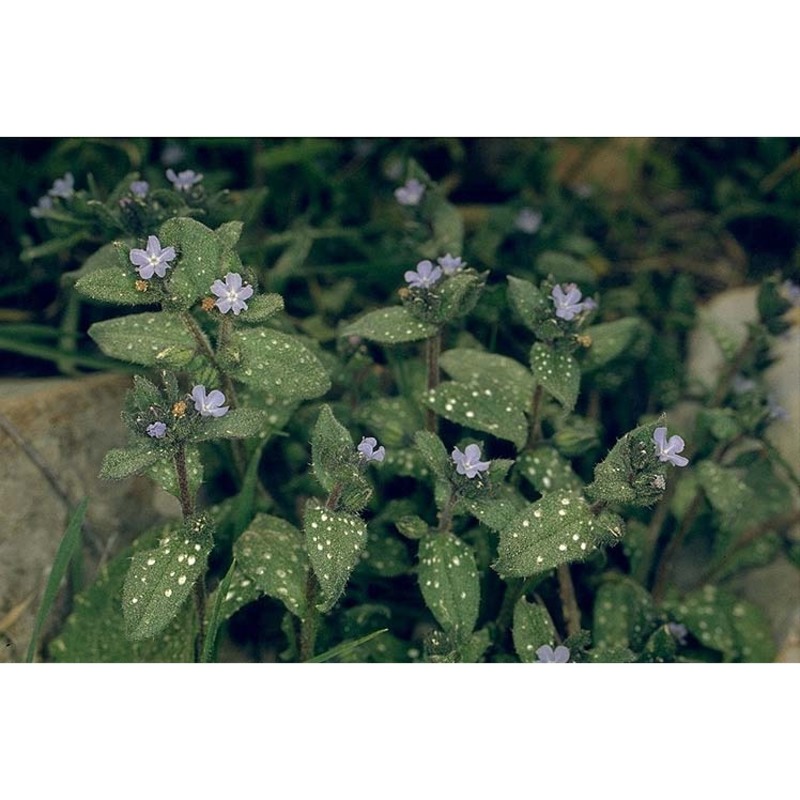 melanortocarya obtusifolia (willd.) selvi, bigazzi, hilger et papini