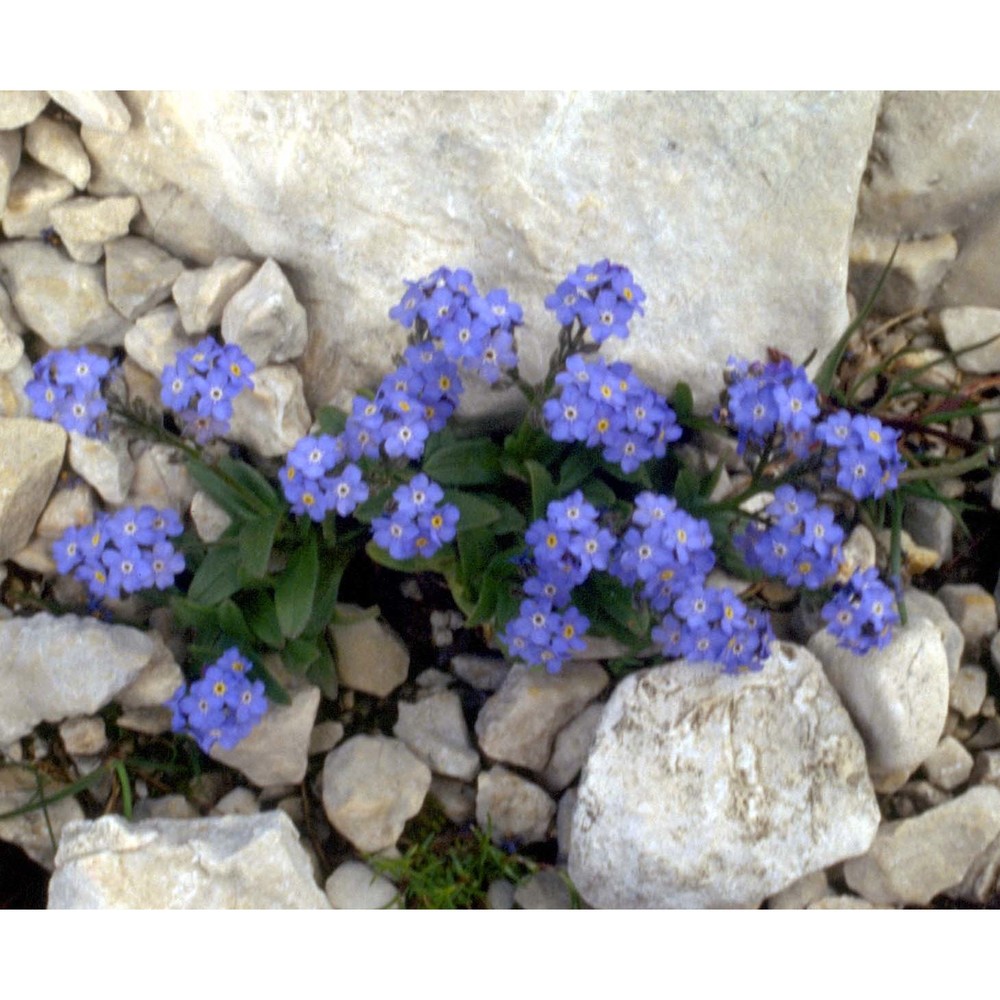 myosotis alpestris f. w. schmidt