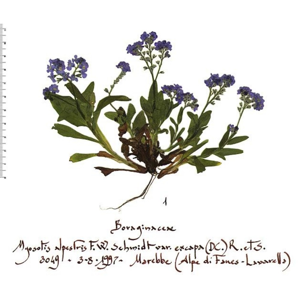 myosotis alpestris f. w. schmidt