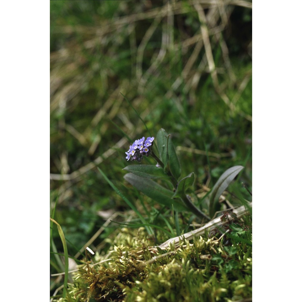 myosotis alpestris f. w. schmidt