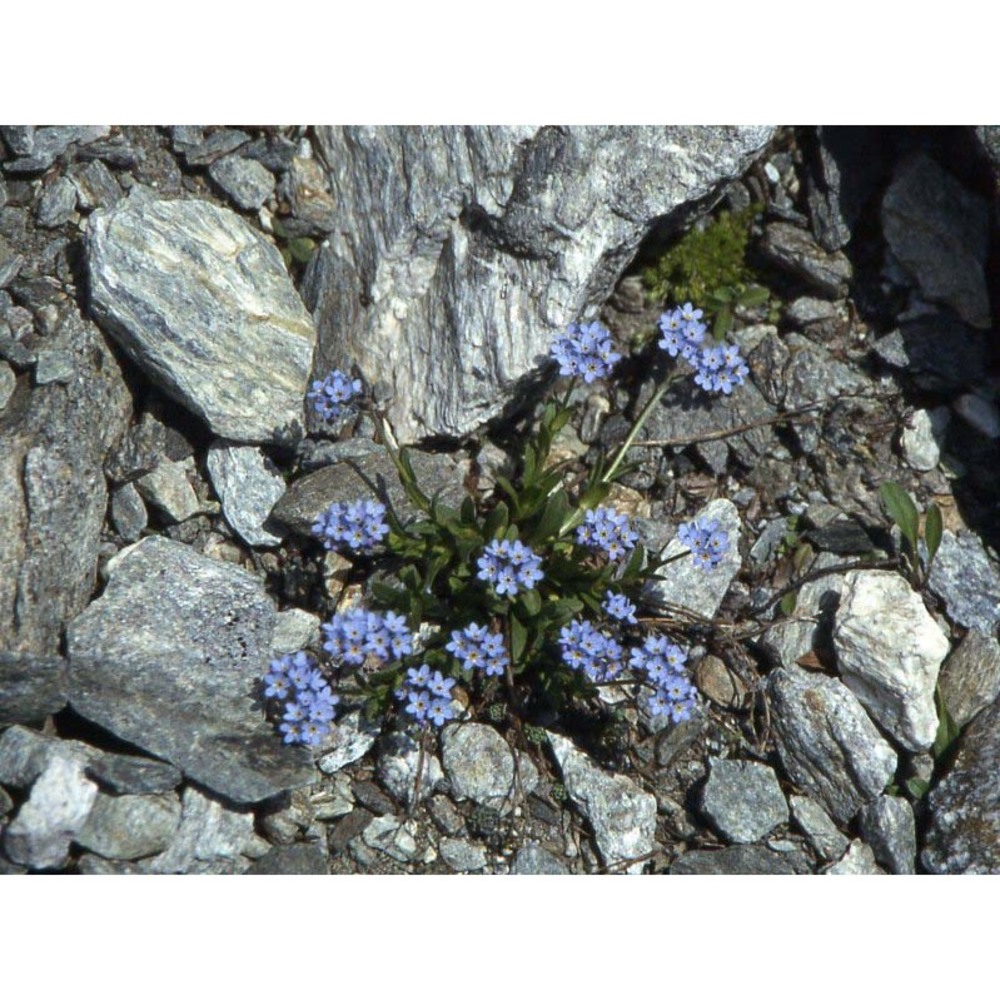 myosotis alpestris f. w. schmidt