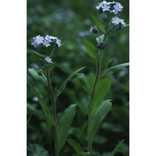 myosotis decumbens host