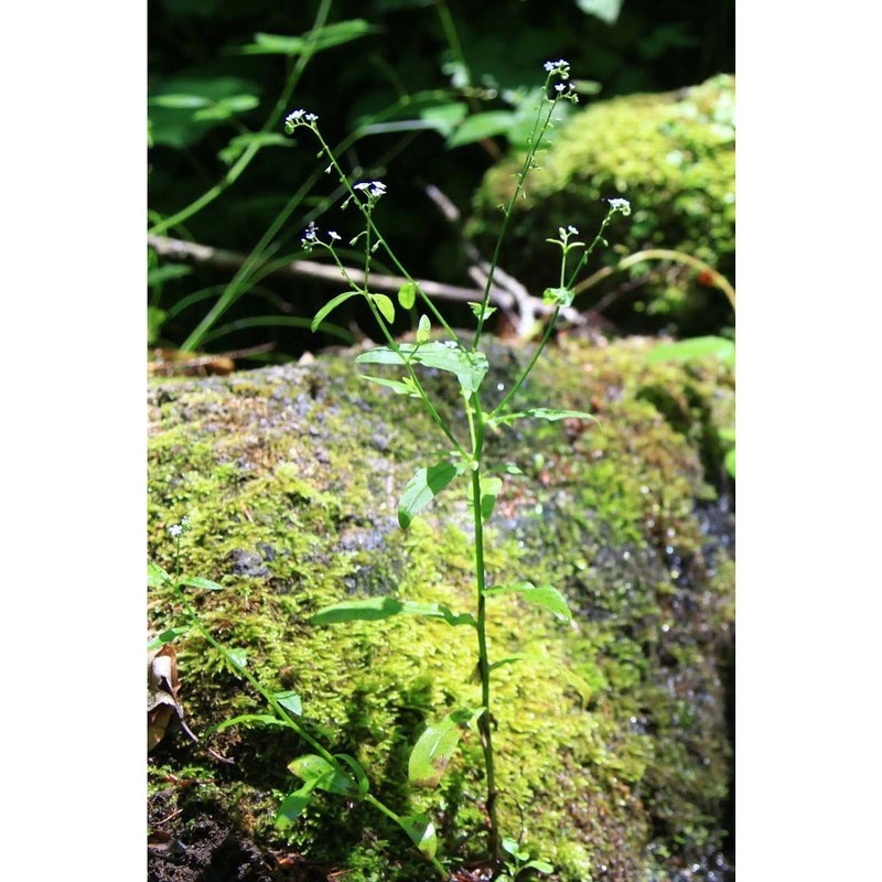 myosotis decumbens host