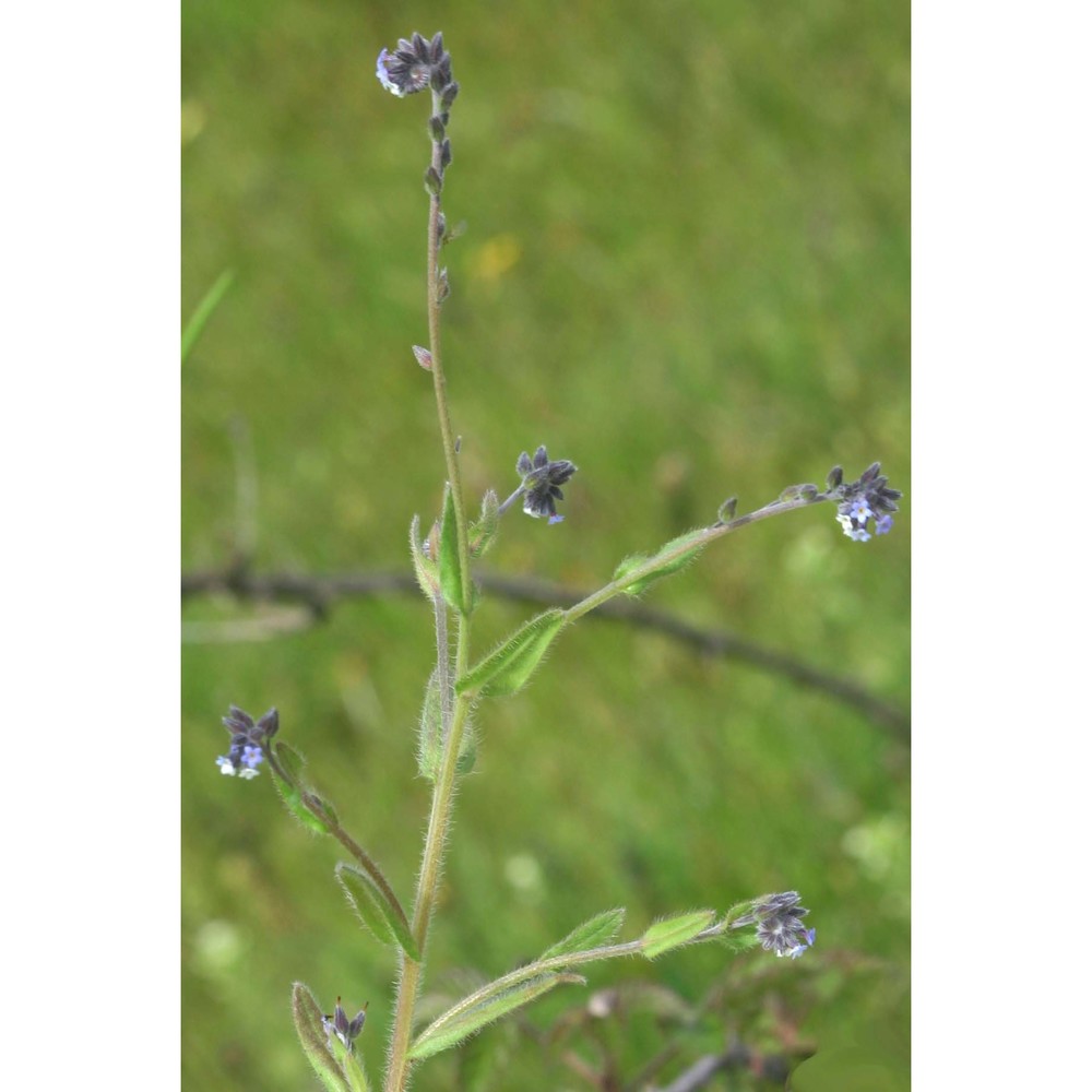 myosotis discolor pers.