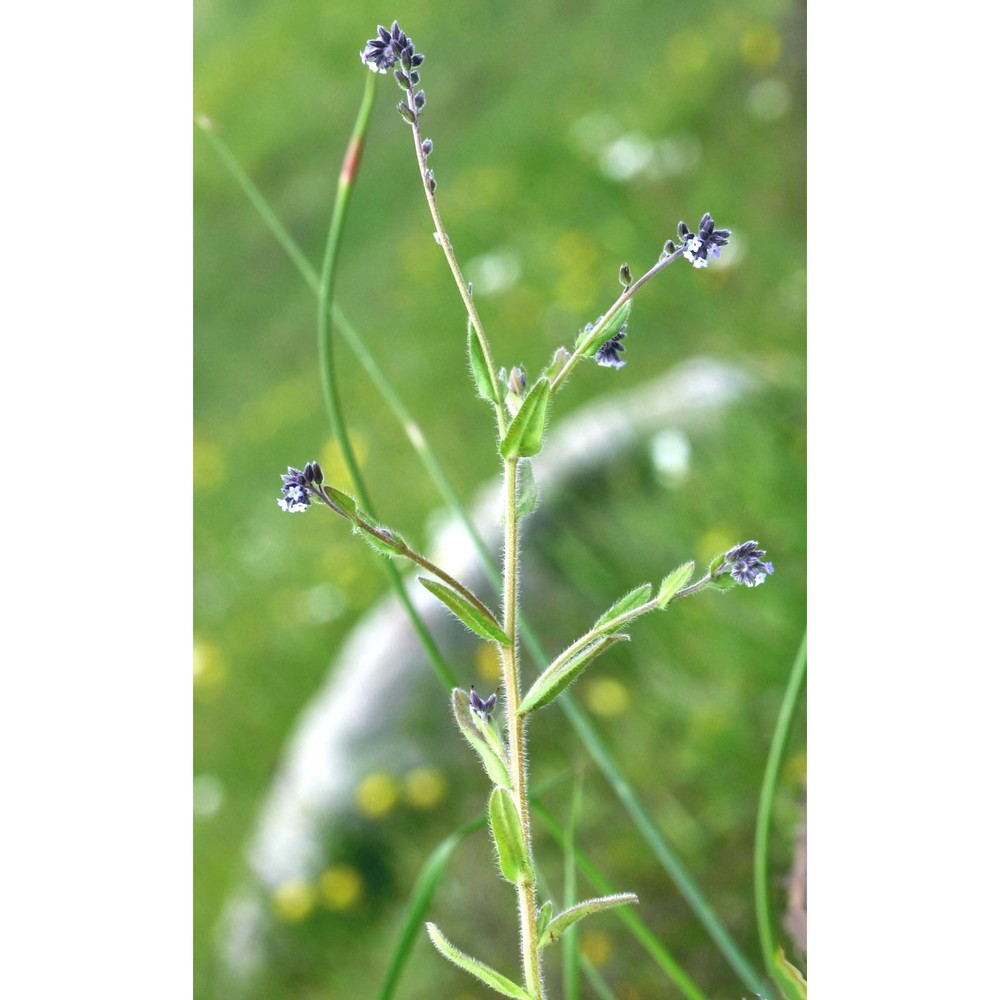 myosotis discolor pers.