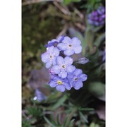 myosotis graui selvi