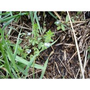 myosotis incrassata guss.