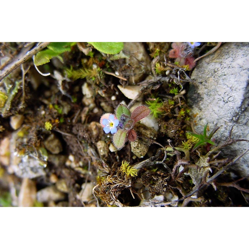 myosotis incrassata guss.