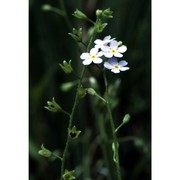 myosotis laxa lehm. subsp. cespitosa (c. f. schultz)