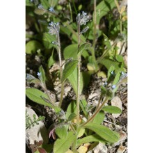 myosotis minutiflora boiss. et reut. subsp. minutiflora