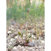 myosotis minutiflora boiss. et reut. subsp. minutiflora