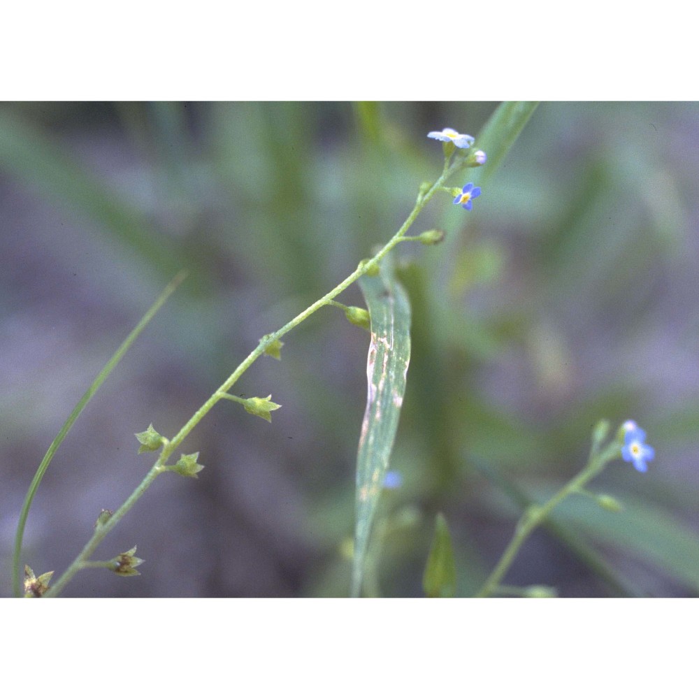 myosotis nemorosa besser