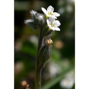 myosotis pusilla loisel.