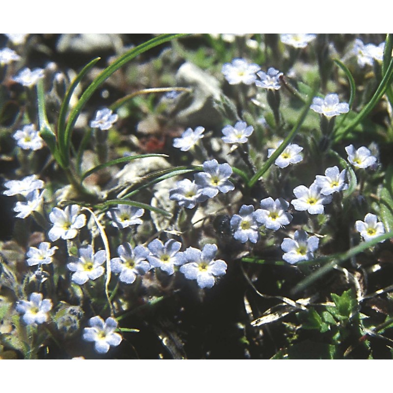 myosotis pusilla loisel.