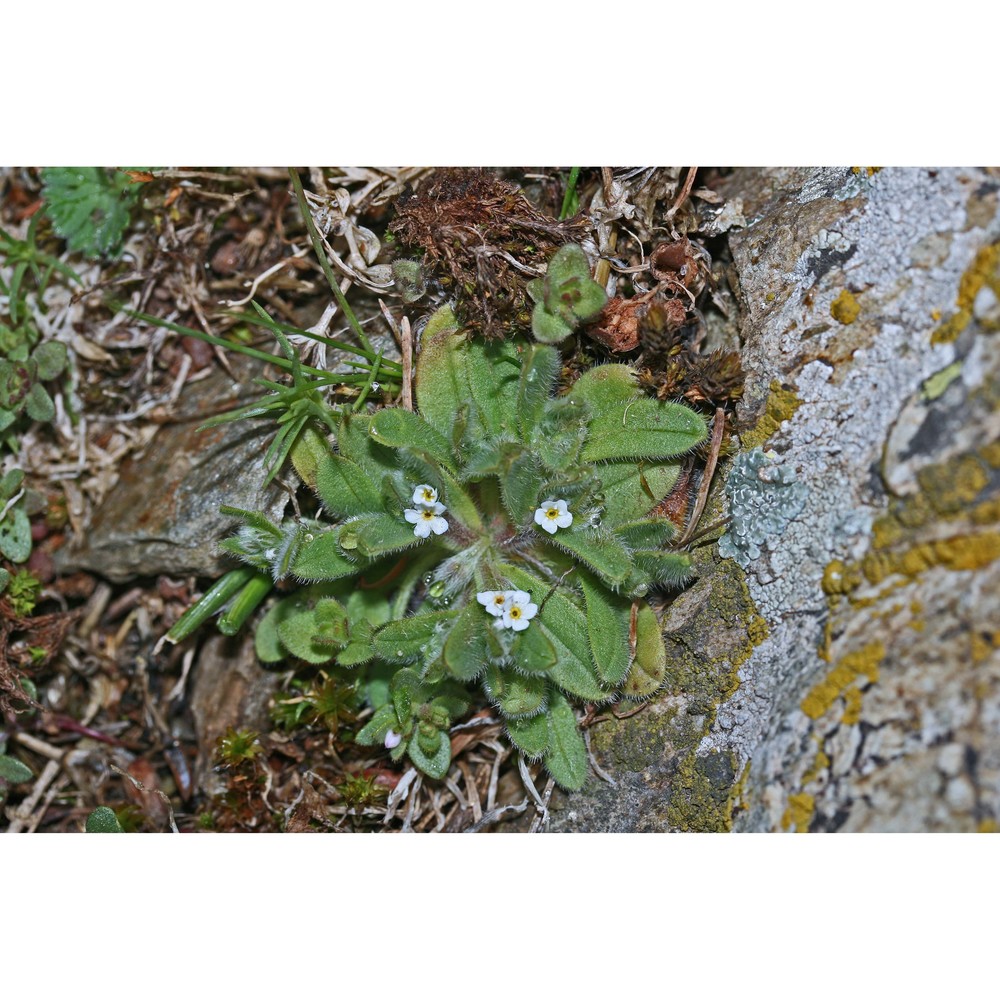 myosotis pusilla loisel.