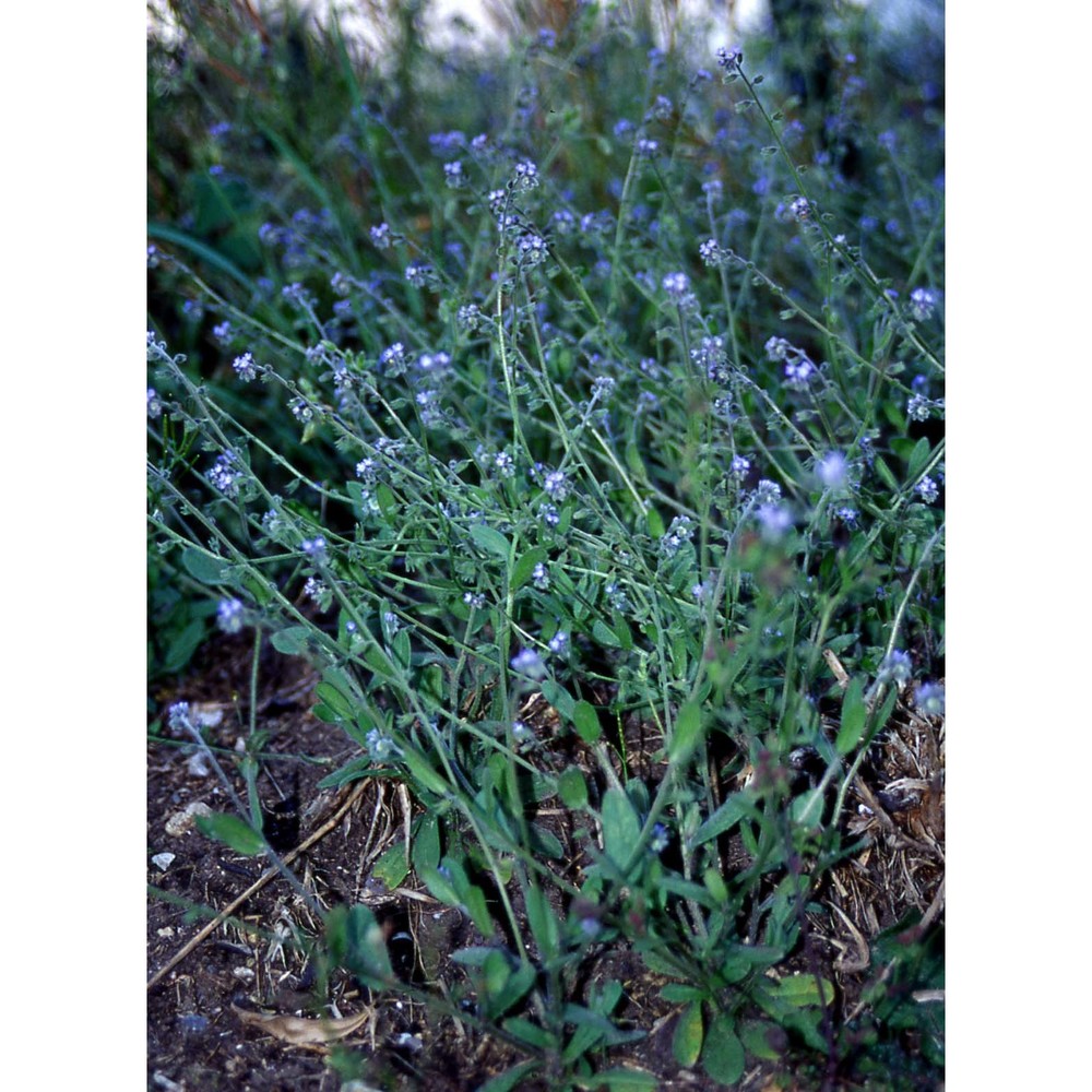 myosotis ramosissima rochel ex schult.