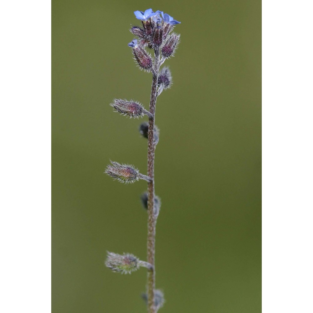 myosotis ramosissima rochel ex schult.