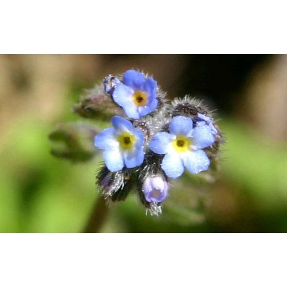 myosotis ramosissima rochel ex schult.