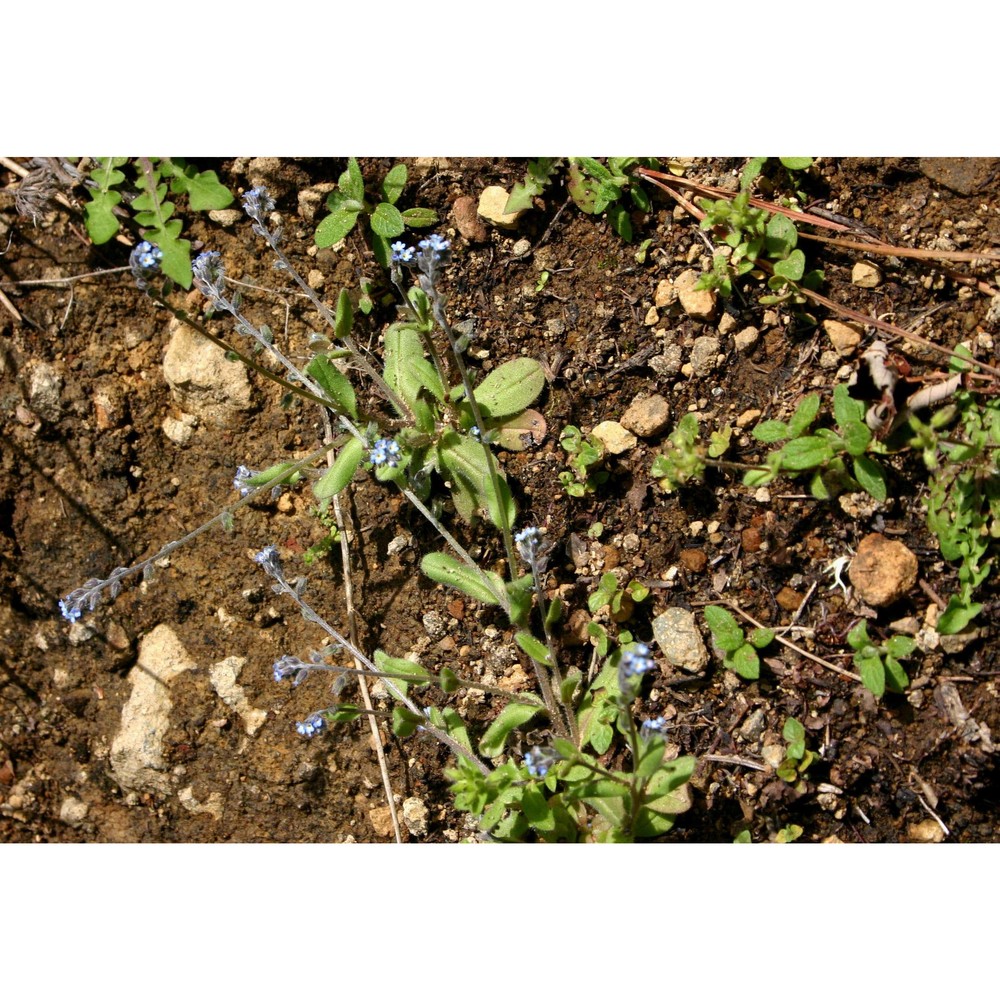 myosotis ramosissima rochel ex schult.