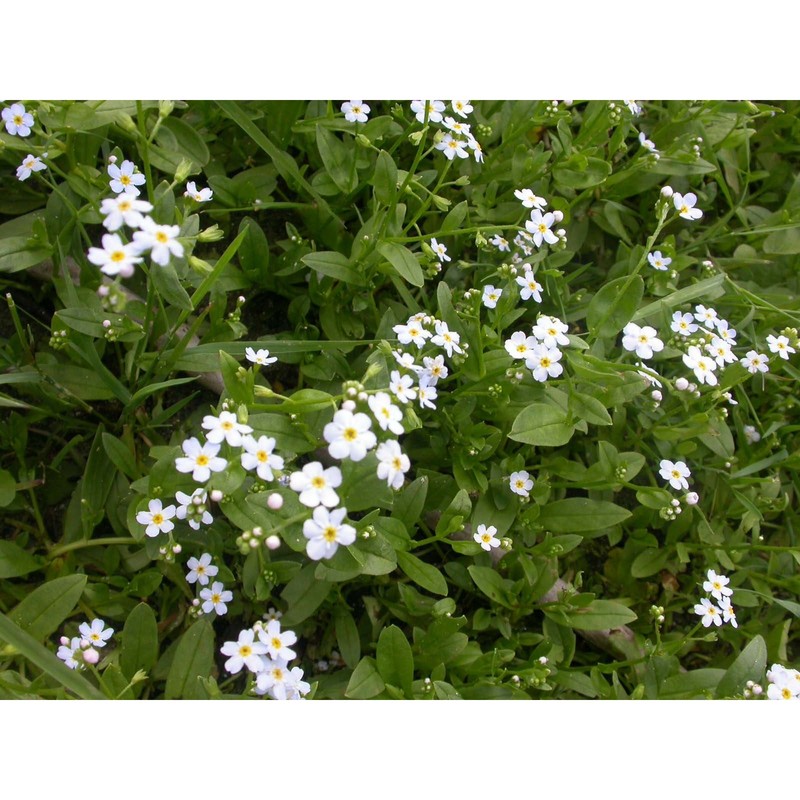 myosotis rehsteineri wartm.