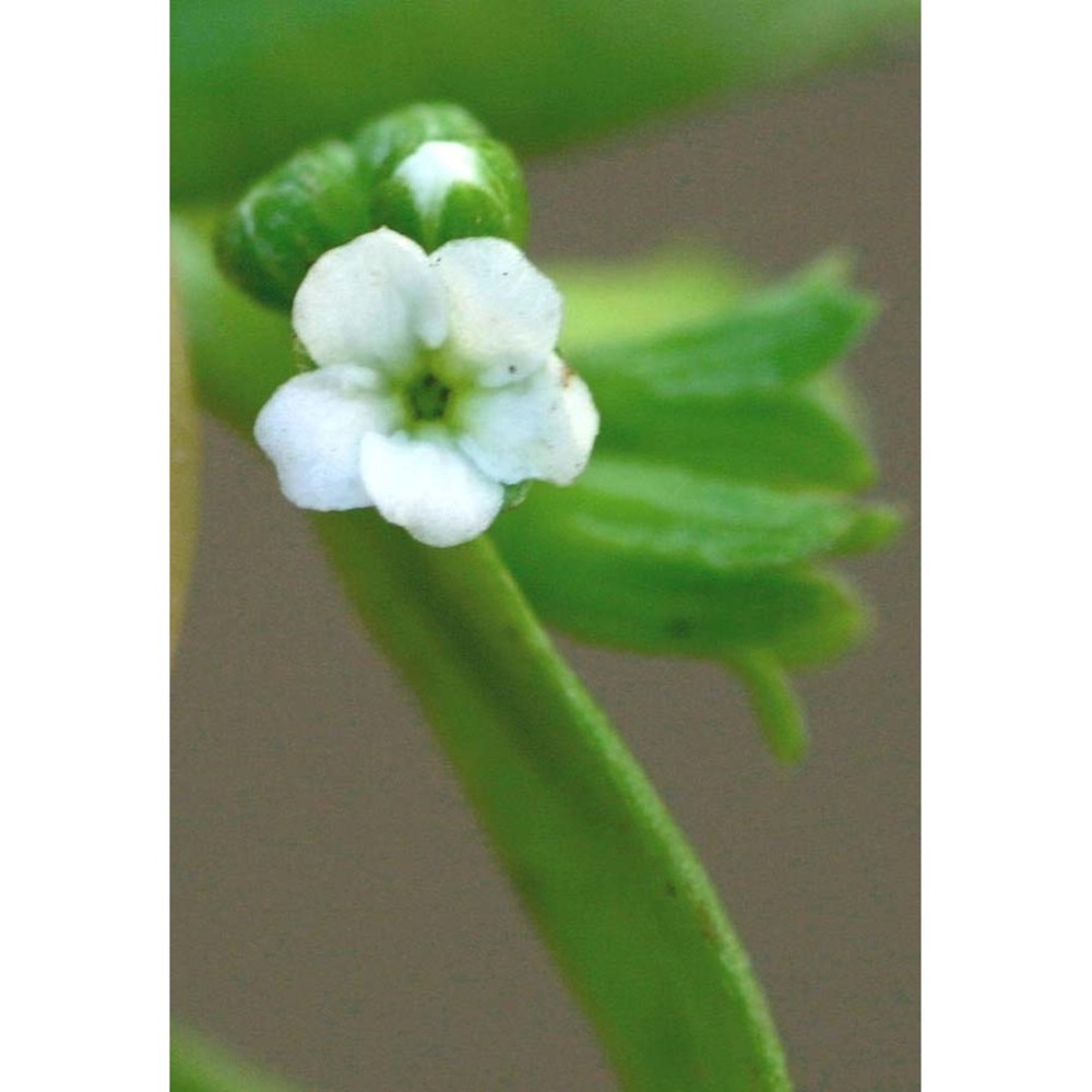 myosotis sicula guss.