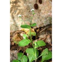 myosotis soleirolii godr.