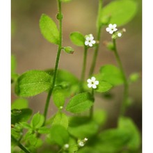 myosotis speluncicola (boiss.) rouy