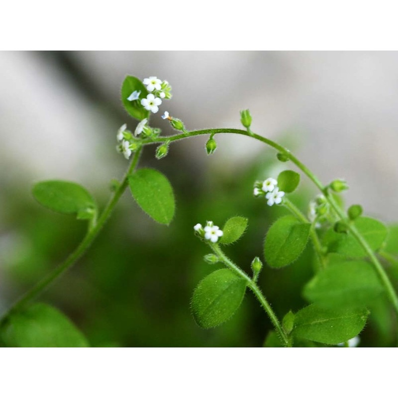 myosotis speluncicola (boiss.) rouy