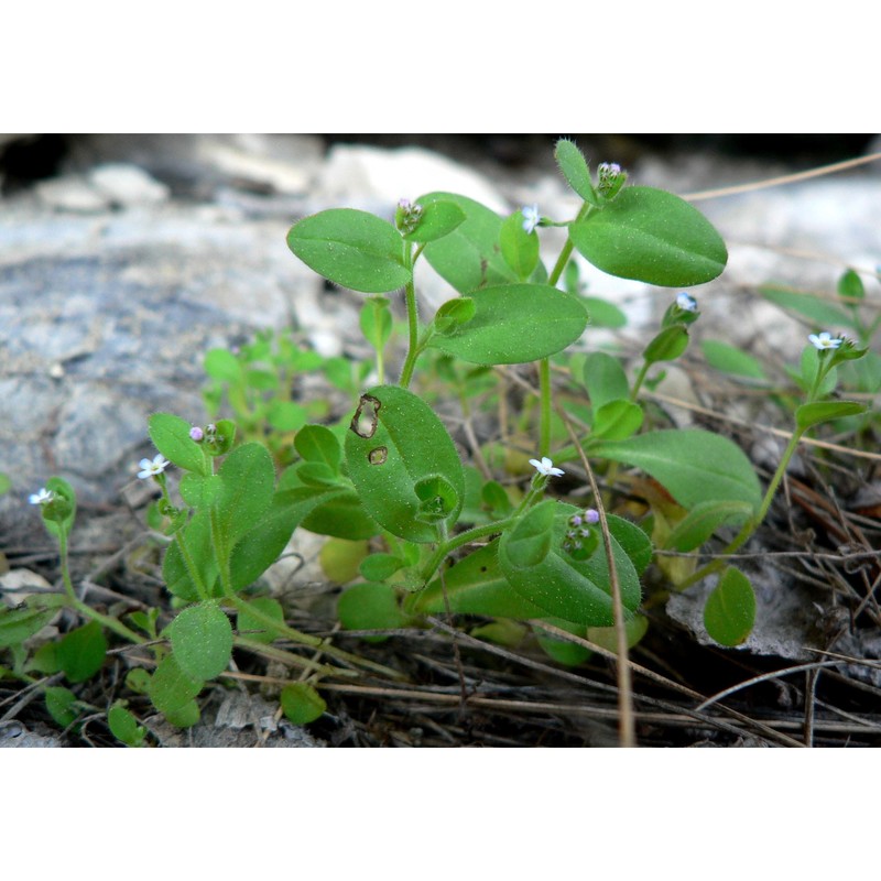 myosotis speluncicola (boiss.) rouy