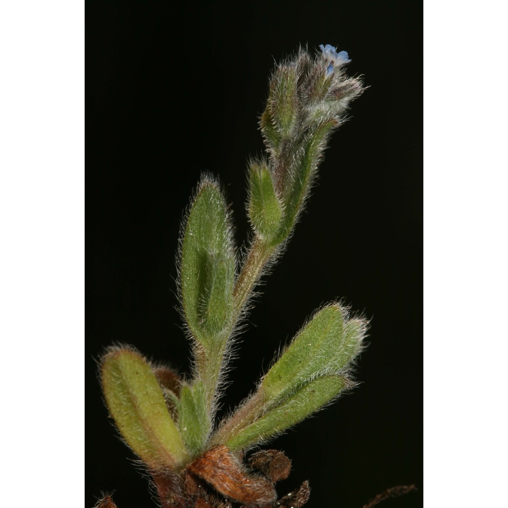 myosotis stricta link ex roem. et schult.