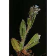 myosotis stricta link ex roem. et schult.