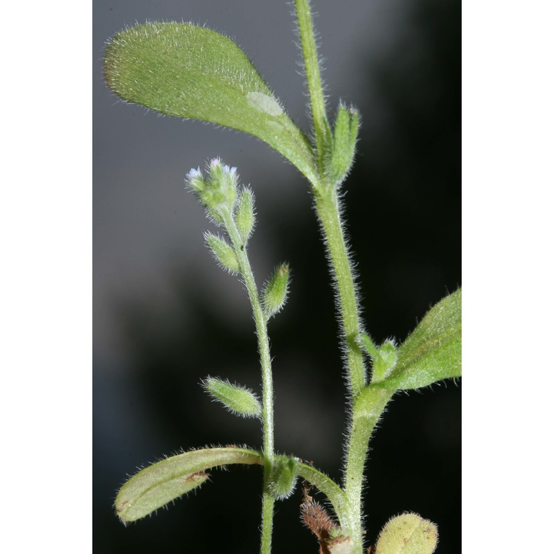 myosotis stricta link ex roem. et schult.