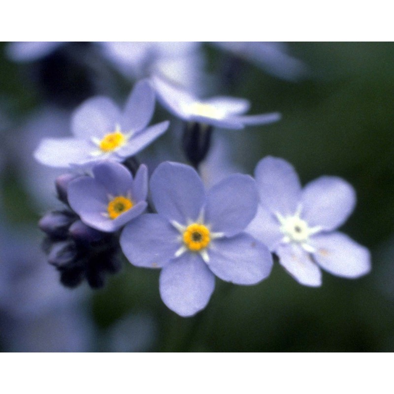 myosotis sylvatica hoffm.