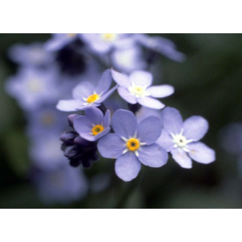 myosotis sylvatica hoffm.