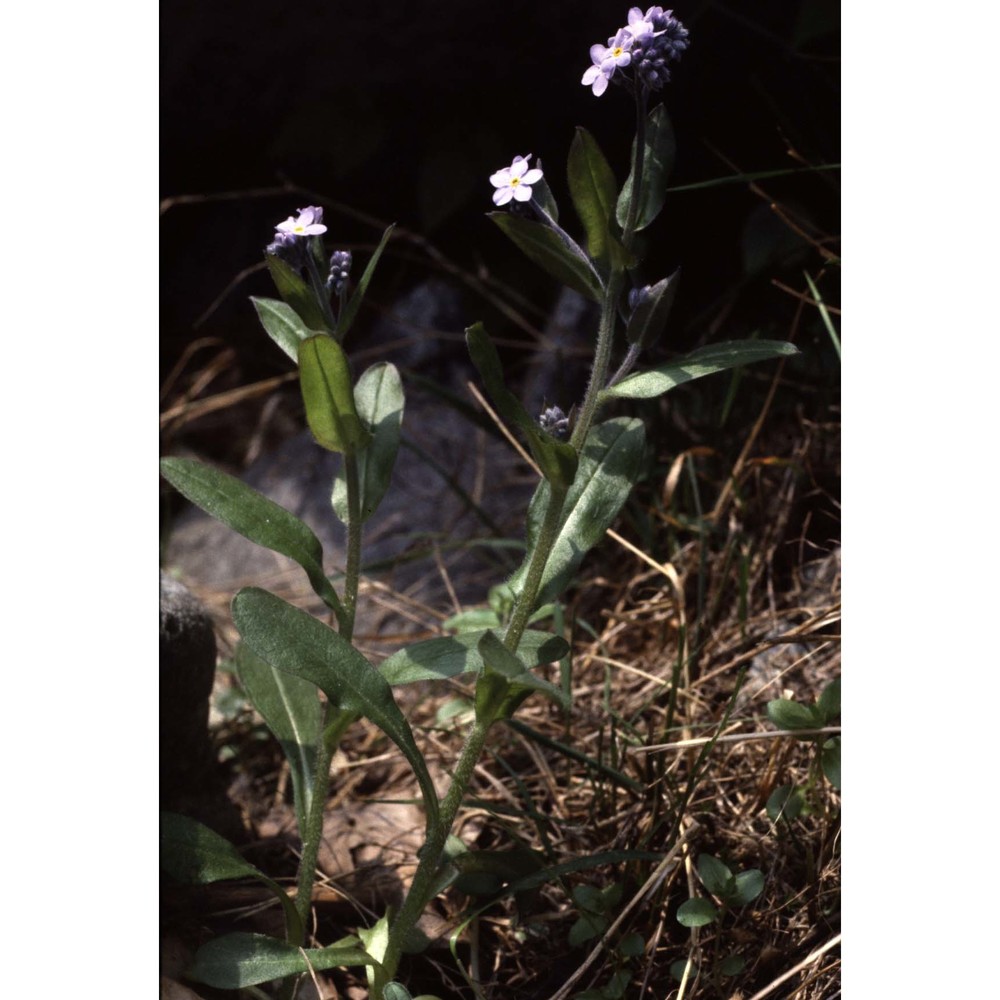 myosotis sylvatica hoffm.