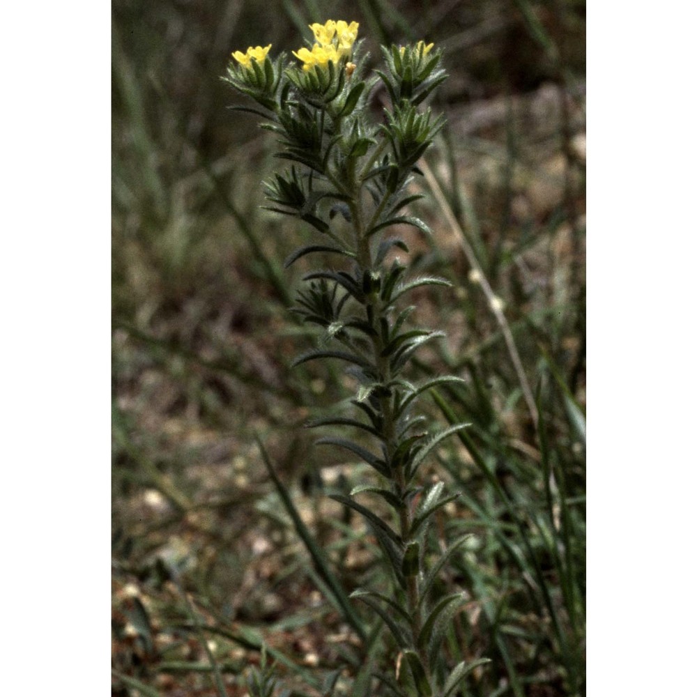 neatostema apulum (l.) i. m. johnst.