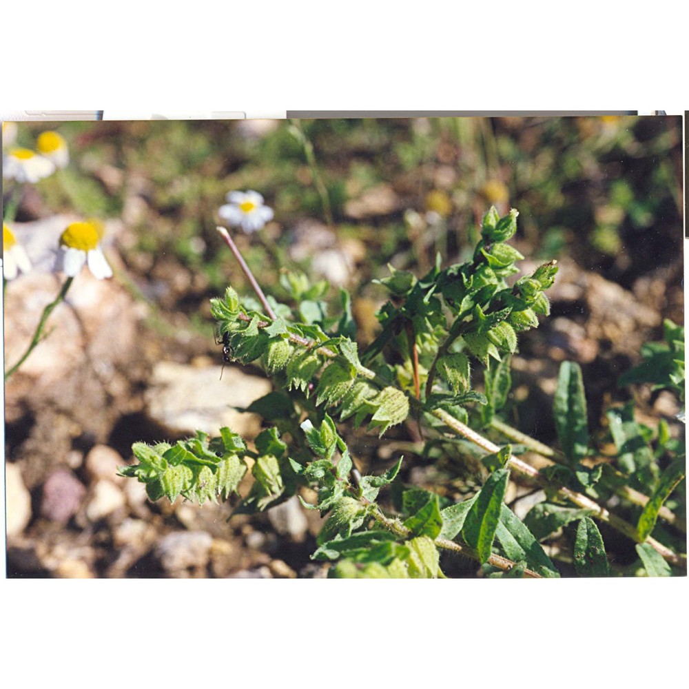 nonea echioides (l.) roem. et schult.