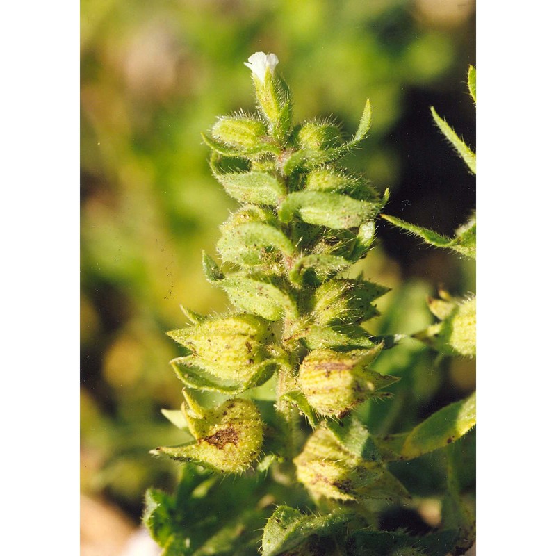 nonea echioides (l.) roem. et schult.