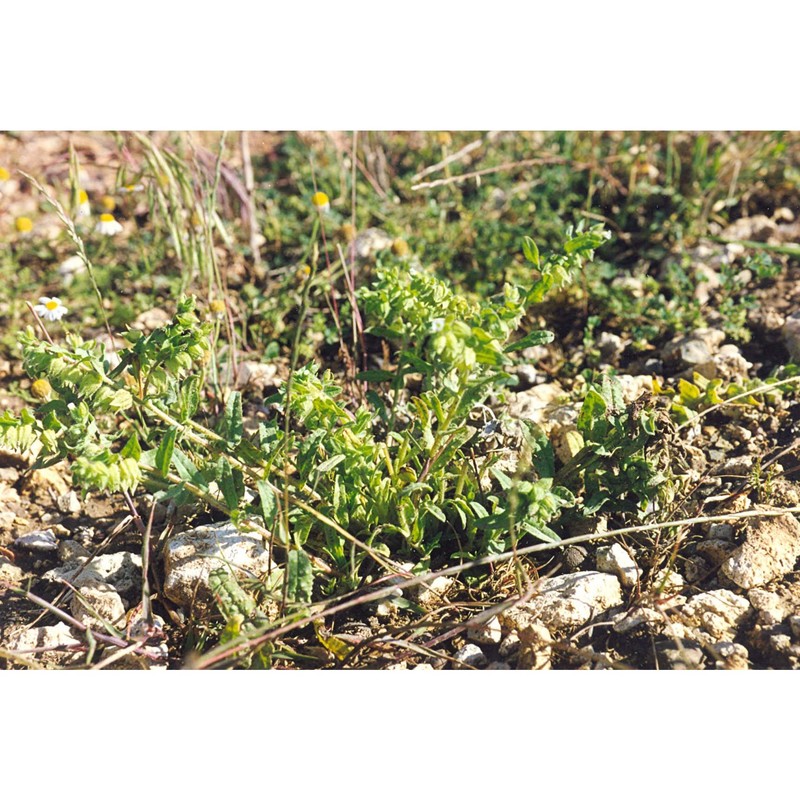 nonea echioides (l.) roem. et schult.