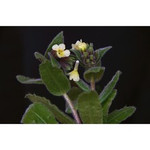 nonea lutea (desr.) dc.