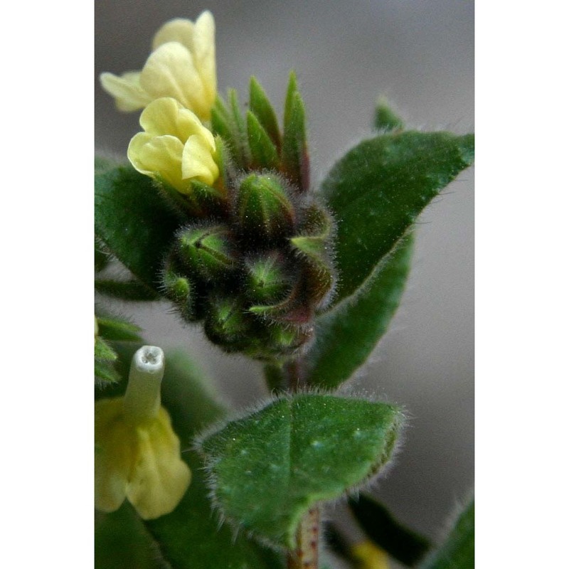 nonea lutea (desr.) dc.