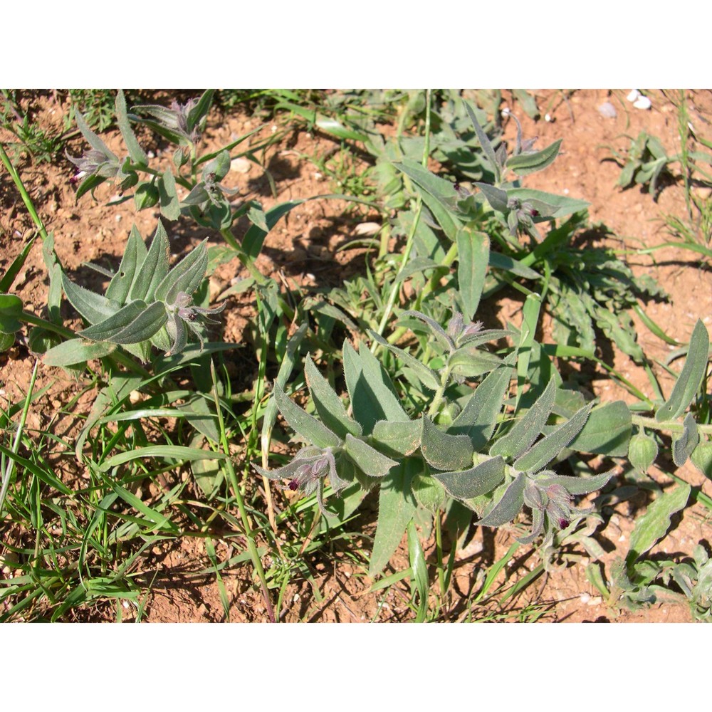 nonea vesicaria (l.) rchb.