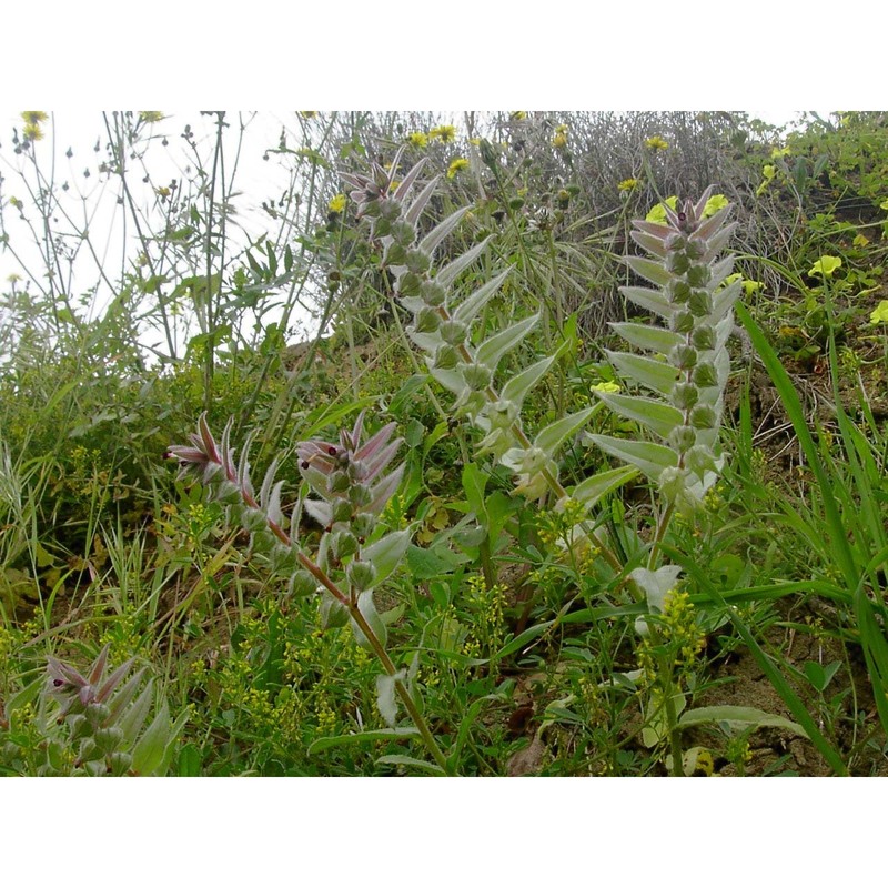 nonea vesicaria (l.) rchb.