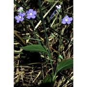 omphalodes verna moench