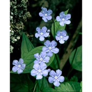 omphalodes verna moench